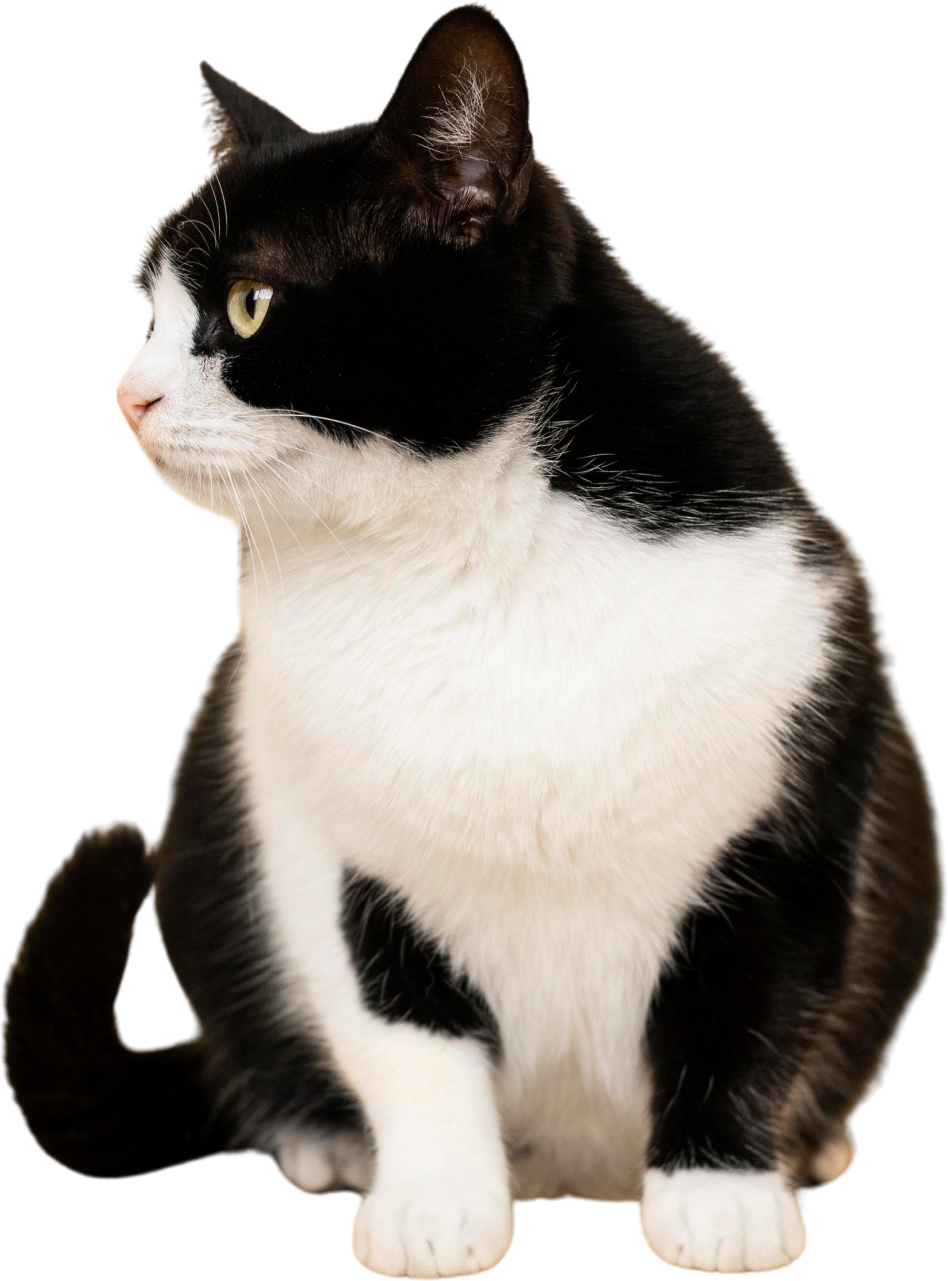 Cat image
